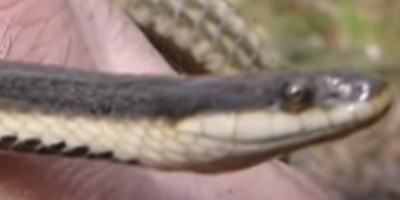 Canton snake